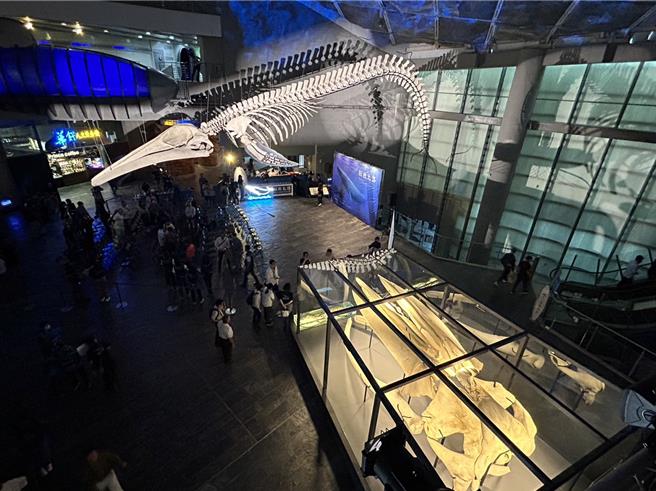 全台首座蓝鲸骨骼标本展「巨鲸之路」15日在屏东海生馆正式登场，3年前搁浅在台东、台湾有纪录以来首次发现的蓝鲸，歷经3年修復后，以下潜式身姿重现在10公尺高的大厅上方，震撼人心。（谢佳潾摄）
