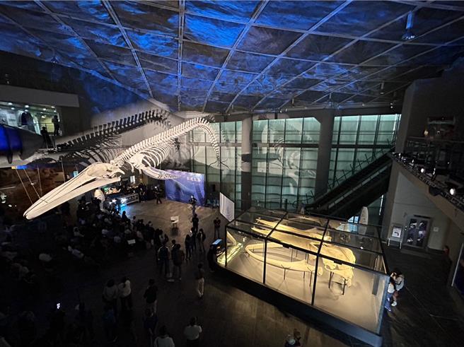 全台首座蓝鲸骨骼标本展「巨鲸之路」15日在屏东海生馆正式登场，3年前搁浅在台东、台湾有纪录以来首次发现的蓝鲸，歷经3年修復后，以下潜式身姿重现在10公尺高的大厅上方，震撼人心。（谢佳潾摄）