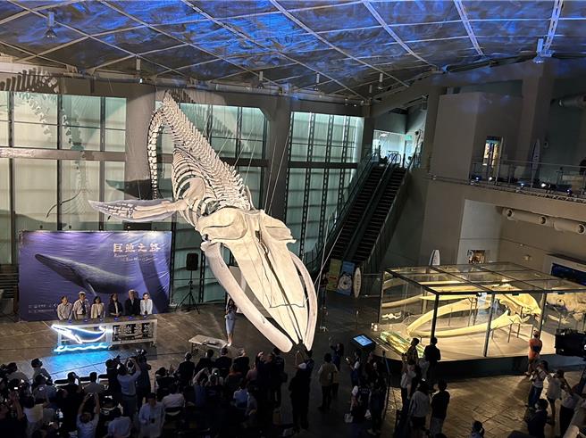 全台首座蓝鲸骨骼标本展「巨鲸之路」15日在屏东海生馆正式登场，3年前搁浅在台东、台湾有纪录以来首次发现的蓝鲸，歷经3年修復后，以下潜式身姿重现在10公尺高的大厅上方，震撼人心。（谢佳潾摄）