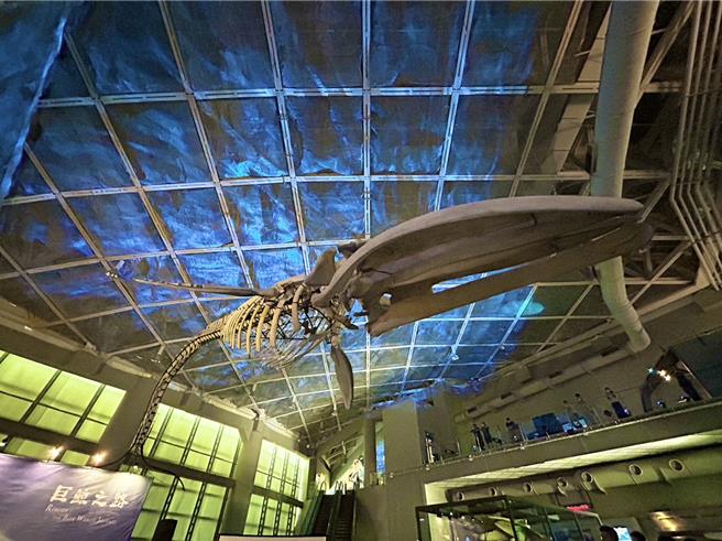 全台首座蓝鲸骨骼标本展「巨鲸之路」15日在屏东海生馆正式登场，3年前搁浅在台东、台湾有纪录以来首次发现的蓝鲸，歷经3年修復后，以下潜式身姿重现在10公尺高的大厅上方，震撼人心。（谢佳潾摄）