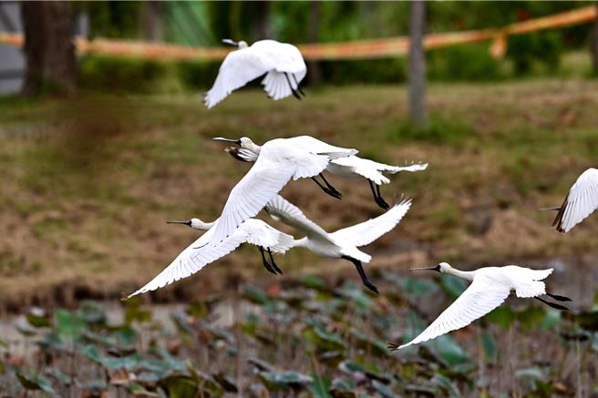 时序入冬，台东森林公园罕见迎来9只冬候鸟黑面琵鹭，数量破歷年纪录。（读者提供／萧嘉蕙台东传真）