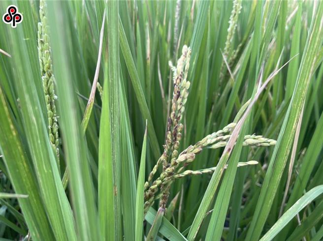 今年2期作水稻产量调查已陆续完成，水稻收入保险开始启动理赔，目前已完成产量调查的高雄、屏东、嘉义县市、云林及南投等6县市核算理赔金额，共有41个乡镇、1万3000余位农民获得理赔，金额为1.95亿元。（报系资料照）