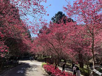 九族櫻花祭推早鳥優惠、花季套票限時線上開搶！