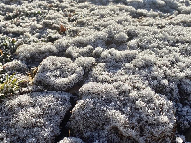 玉山北峰植物結霜(中央氣象署提供／簡立欣台北傳真)