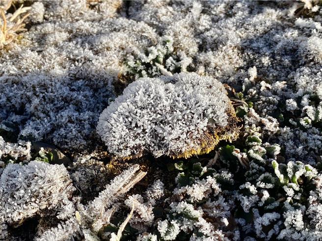 玉山北峰植物結霜(中央氣象署提供／簡立欣台北傳真)