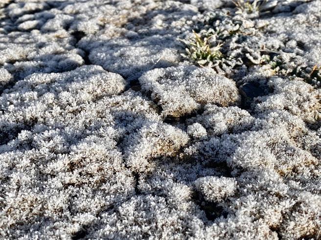 玉山北峰植物結霜(中央氣象署提供／簡立欣台北傳真)