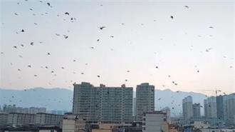 甘肅地震前後滿天烏鴉低空聚集？  專家說話了