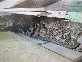 母雞突然不下蛋！ 農戶驚見「巨型臭青母」躲雞舍偷吃