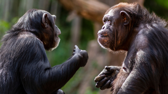 黑猩猩認得分開26年親人 專家：感情越好記憶越深