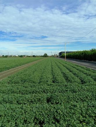 高油酸落花生品種開發 台南農改場引領國內落花生產業轉型