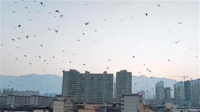 闢謠！甘肅規模6.2地震前後烏鴉成群聚集？專家：沒有必然關聯。（大陸央廣網摘自網路視訊）