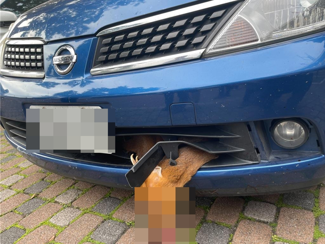 山羌遭车辆撞击受困保险杆，不知情的驾驶一路行驶百公里，被发现时已奄奄一息。（读者提供／萧嘉蕙台东传真）