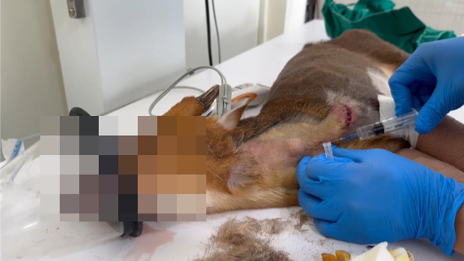 遭路撞的山羌双前脚、下颚骨骨折，后脚及背侧严重擦挫伤，伤重不治。（池上野湾动物救伤医院提供／萧嘉蕙台东传真）