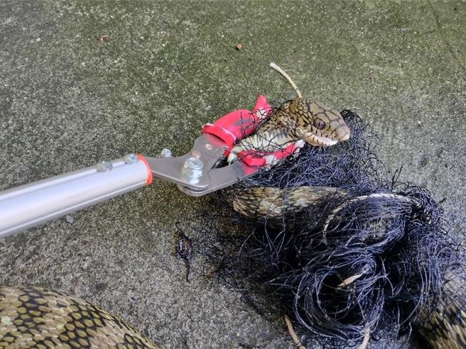 臭青母潛入雞舍偷吃雞蛋，不慎遭網纏住。（新北市動保處提供）