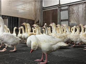 嘉義縣種鵝場爆發禽流感 近1萬2000隻全撲殺