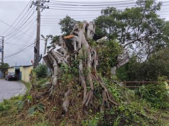 桃園平鎮百年老樹會勘前竟遭砍 區公所回應了