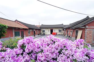 彰化員林三合院前蒜香藤盛開 紫色瀑布搭古厝質樸感爆棚