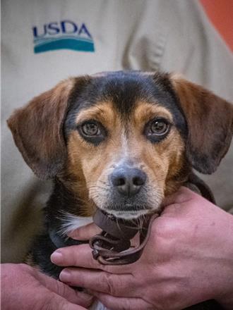 羅森伯格貼超萌受訓照 曝「美國送交3隻檢疫犬給台灣」