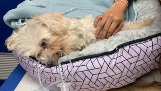 人美心惡！和男友吵架竟「重摔小狗」害安樂死 犯後無悔還上網討拍