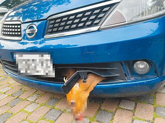 台東 山羌卡轎車保險桿 拖行百公里重傷
