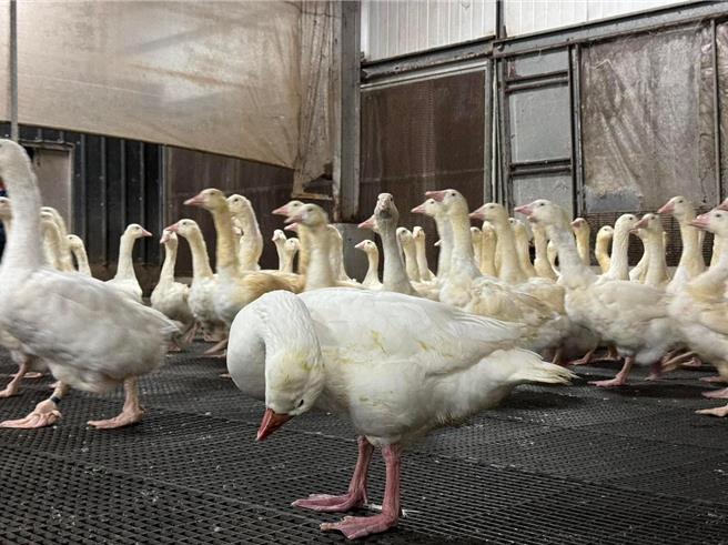 嘉义县大林镇传出一家种鹅场鹅只出现异状，经业者通报确认是禽流感。（嘉义县家畜疾病防治所提供∕吕妍庭嘉义传真）