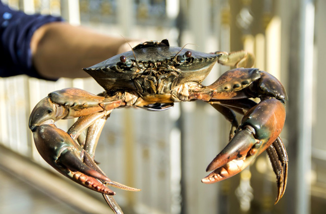 部分中国民眾会在千叶县木更津市金田渔港非法捕捞珍贵的青蟹，让当地渔民相当愤怒。图为青蟹资料照。（资料照／shutterstock）