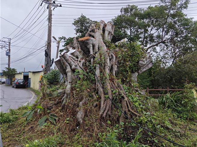 桃園平鎮山仔頂百年老樹得褐根病遭砍除，平鎮區公所強調一切均照規定移除。（呂筱蟬攝）
