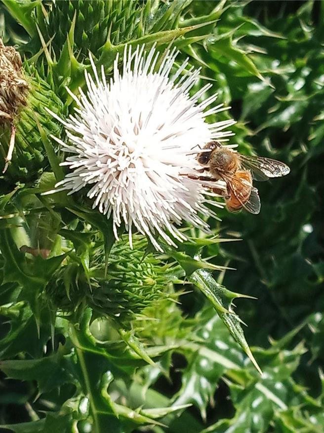 近期垦管处辅导满洲乡九棚社区建置鸡角刺风味茶产业，打造永续友善环境产业。（垦管处提供／谢佳潾屏东传真）
