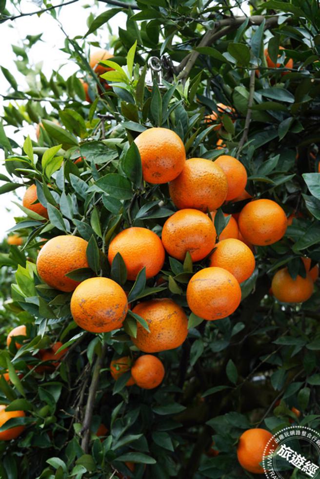 橘子種類非常多。（台北市農會提供／林文集攝）