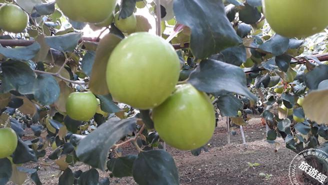 燕之巢蜜棗栽種。（圖／燕巢區農會）