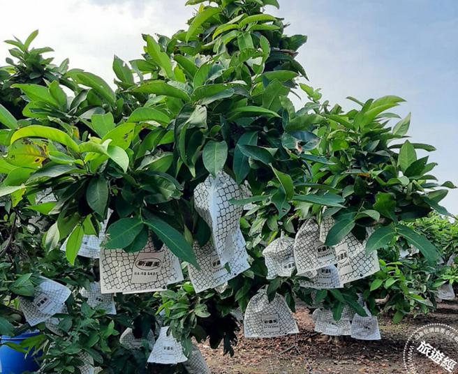 綺羅香蓮霧栽種。（圖／枋寮地區農會）