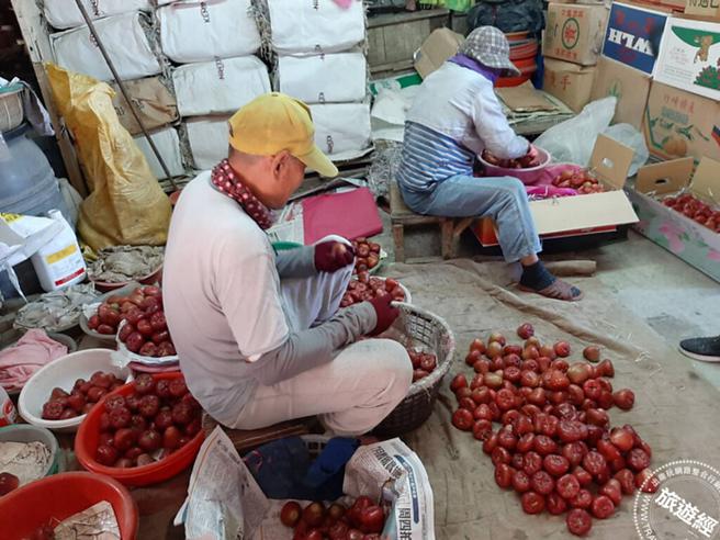 挑選綺羅香蓮霧。（圖／枋寮地區農會）
