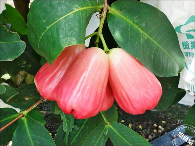 水蜜桃蓮霧栽種。（圖／南州地區農會）