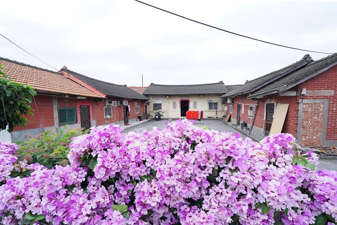 位於彰化縣員林市員水路一段389巷內的小巷弄內1處三合院古厝前，有一排約10幾公尺長的蒜香藤近日盛開，整排超夢幻的紫色蒜香藤，充滿懷舊的古厝搭配紫色蒜香藤，質樸感爆棚，吸引許多民眾打卡拍照。（吳建輝攝）
