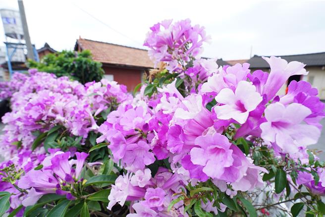 當地民眾表示，近幾年的蒜香藤開花都比較晚，都落在11底到12月初之間，今年更晚已經12月中旬了才開花。（吳建輝攝）