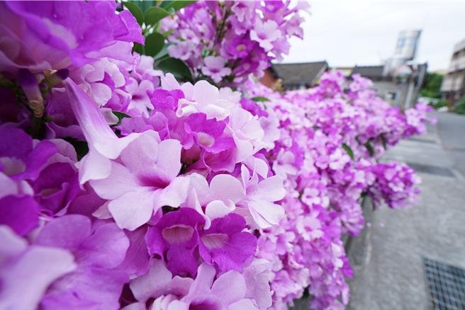  不過因鄉間小路狹窄、會車不易，若是想要朝聖的遊客，建議先在員水路附近找停車位，抑或是騎乘機車到訪，再步行進入賞花。（吳建輝攝）