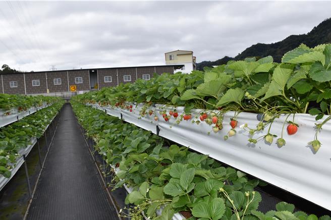 大湖鄉草莓第1期花陸續綻放，預估將在元旦連假期間達到盛產期。（謝明俊攝）