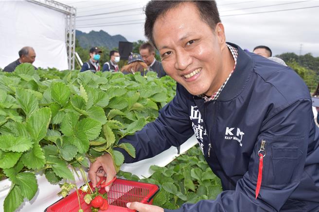 苗栗市長邱鎮軍20日參加大湖鄉草莓正式上市推廣活動，實際體驗採草莓樂趣。（謝明俊攝）