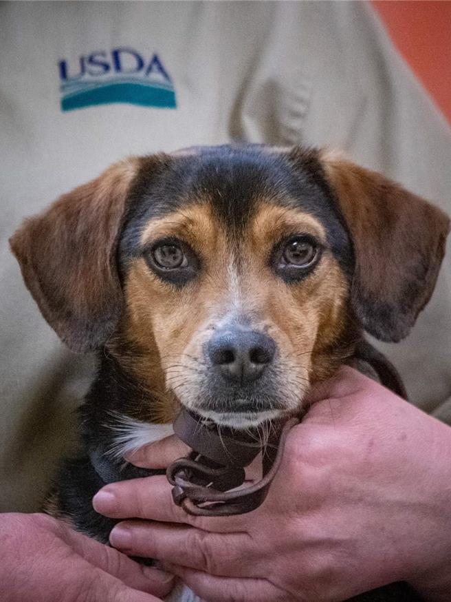 美国在台协会(AIT)今天贴出主席罗森伯格的推文表示，美国农业部将会取得、训练并送交3只检疫犬给台湾。取自AIT脸书