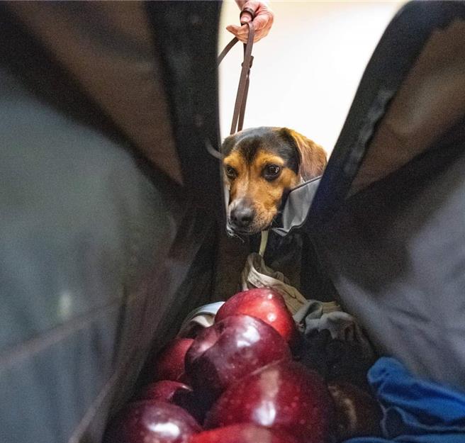 美国在台协会(AIT)今天贴出主席罗森伯格的推文表示，美国农业部将会取得、训练并送交3只检疫犬给台湾。取自AIT脸书