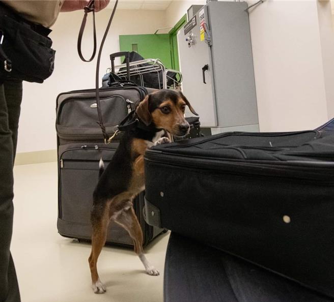 美国在台协会(AIT)今天贴出主席罗森伯格的推文表示，美国农业部将会取得、训练并送交3只检疫犬给台湾。取自AIT脸书