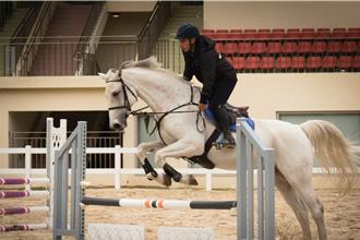 中市馬術賽周六后里馬場登場 萌萌水豚進駐園區