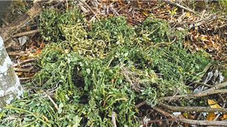 獨》美濃澄蜜香番茄 爆發嚴重蟲害 價格飆漲無貨可交