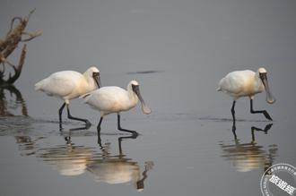 鰲鼓濕地賞鳥趣 還有手作參與聖誕及跨年派對