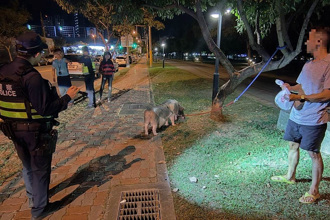 麝香豬公園被浪浪圍攻 主人吃完漢堡回來見4警在場嚇壞了