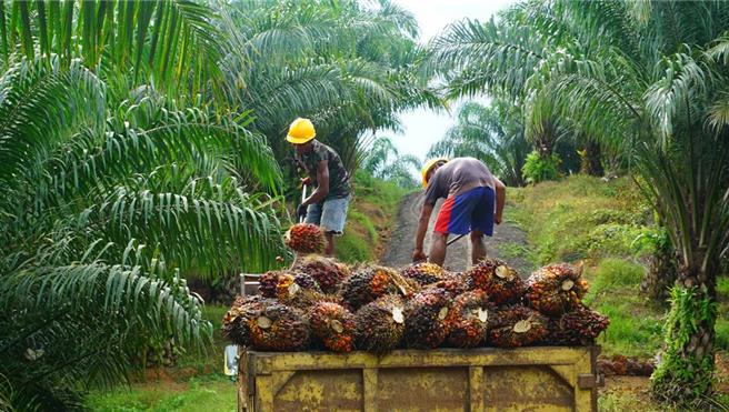 從中國進口生物柴油，歐盟將展開反傾銷調查。圖為印尼的棕櫚油產地。(圖／shutterstock)