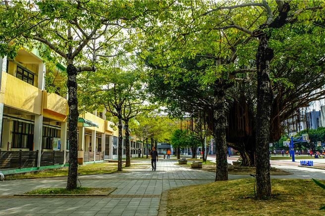六家高中南棟校舍（左）將在年底除重建，校舍前的木棉花道和老榕樹，曾讓竹北高中第一屆師生留下美好回憶。（羅浚濱攝）