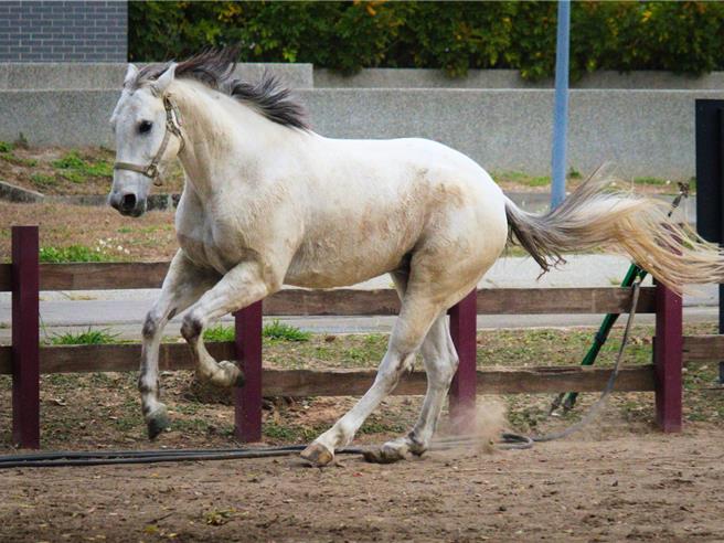 「2023后里马场开幕障碍超越锦标赛」将于23日至24日举办，届时将以马术赛事重现马场风华。（台中市观旅局提供）