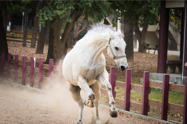 「2023后里马场开幕障碍超越锦标赛」将于23日至24日举办，届时将以马术赛事重现马场风华。（台中市观旅局提供）