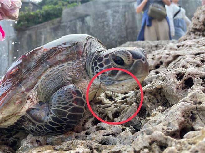 海巡署第七（高雄）巡防區小琉球安檢所於12月13日接獲民眾通報，在花瓶岩發現1隻受傷海龜吞鉤（紅圈處），立即啟動MARN（海保救援網）流程。（摘自海保署臉書／林瑞益高雄傳真）